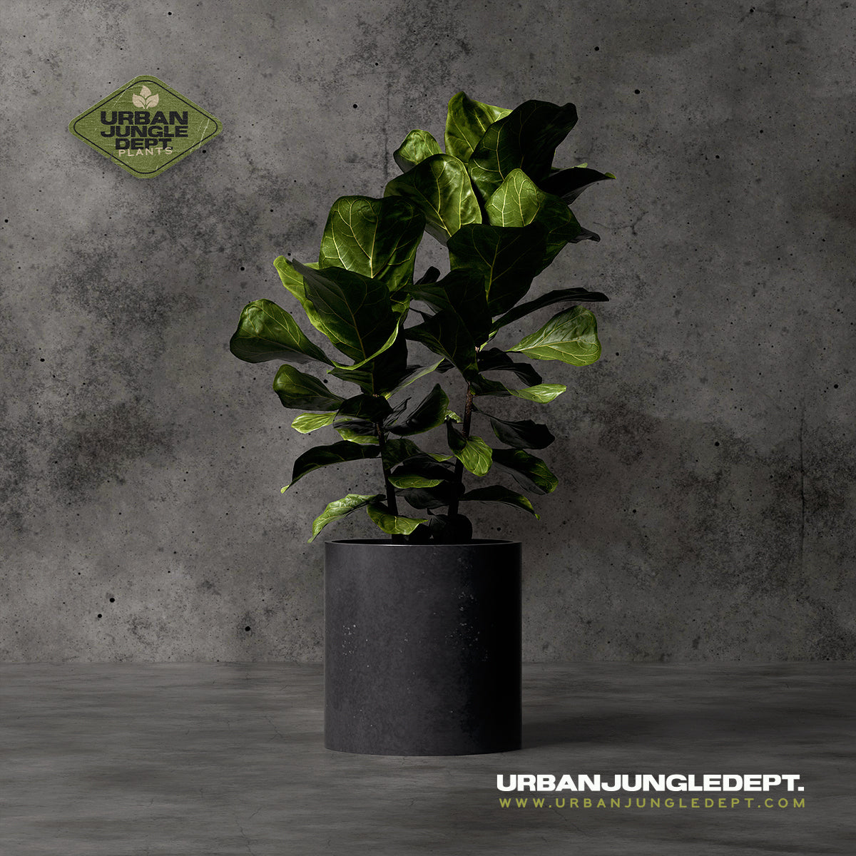 Ficus Leaf Fig Tree