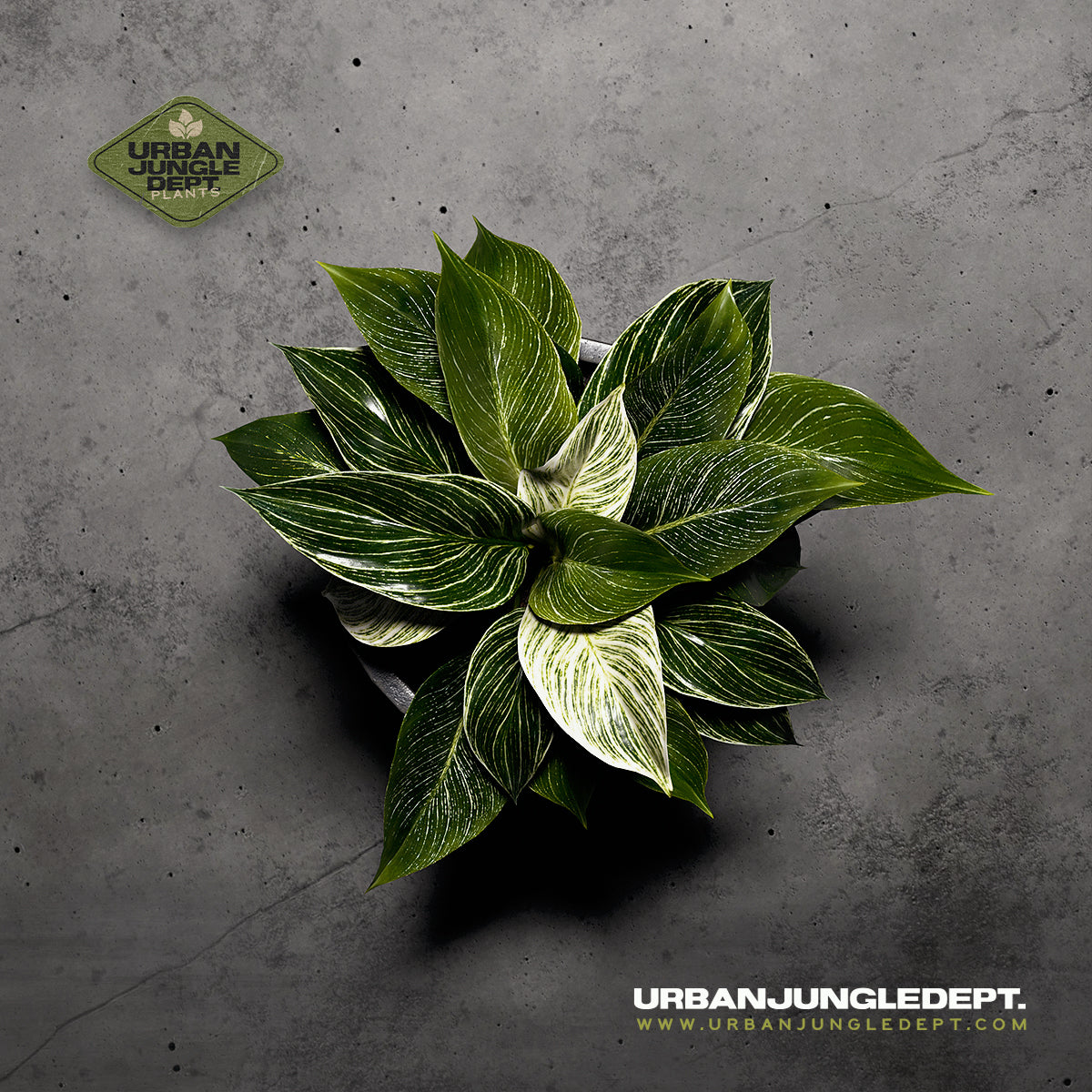 Green Chinese Evergreen