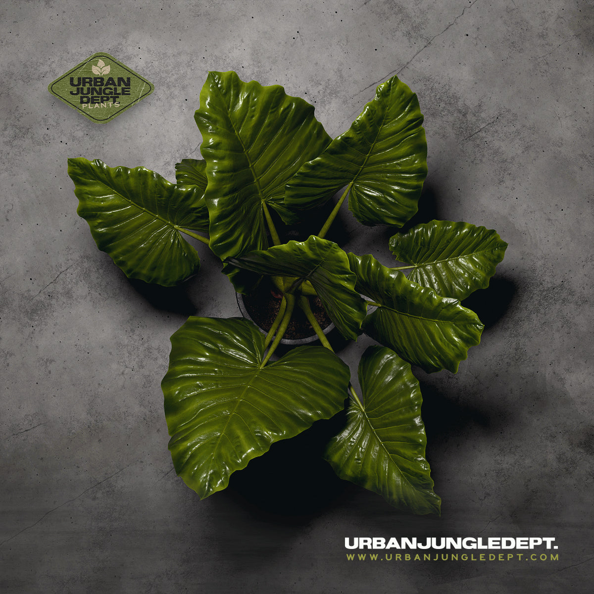 Giant Elephant Ear - Alocasia Borneo