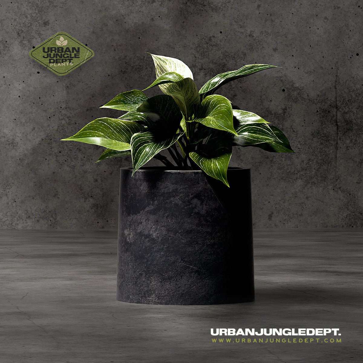 Green Chinese Evergreen