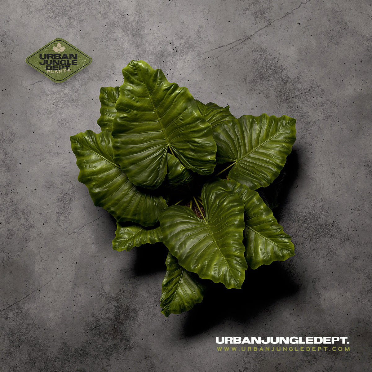 Alocasia Borneo