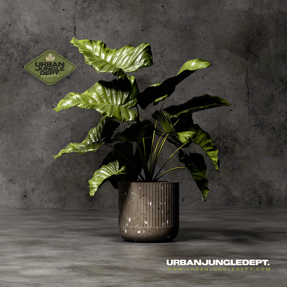 Alocasia Borneo