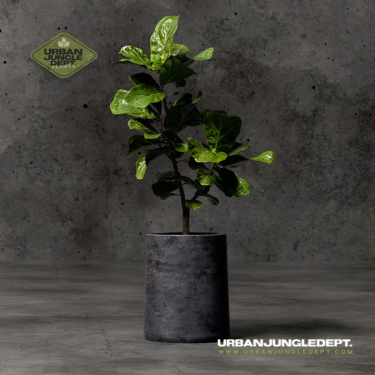 urban jungle plant pots Fig Tree Ficus