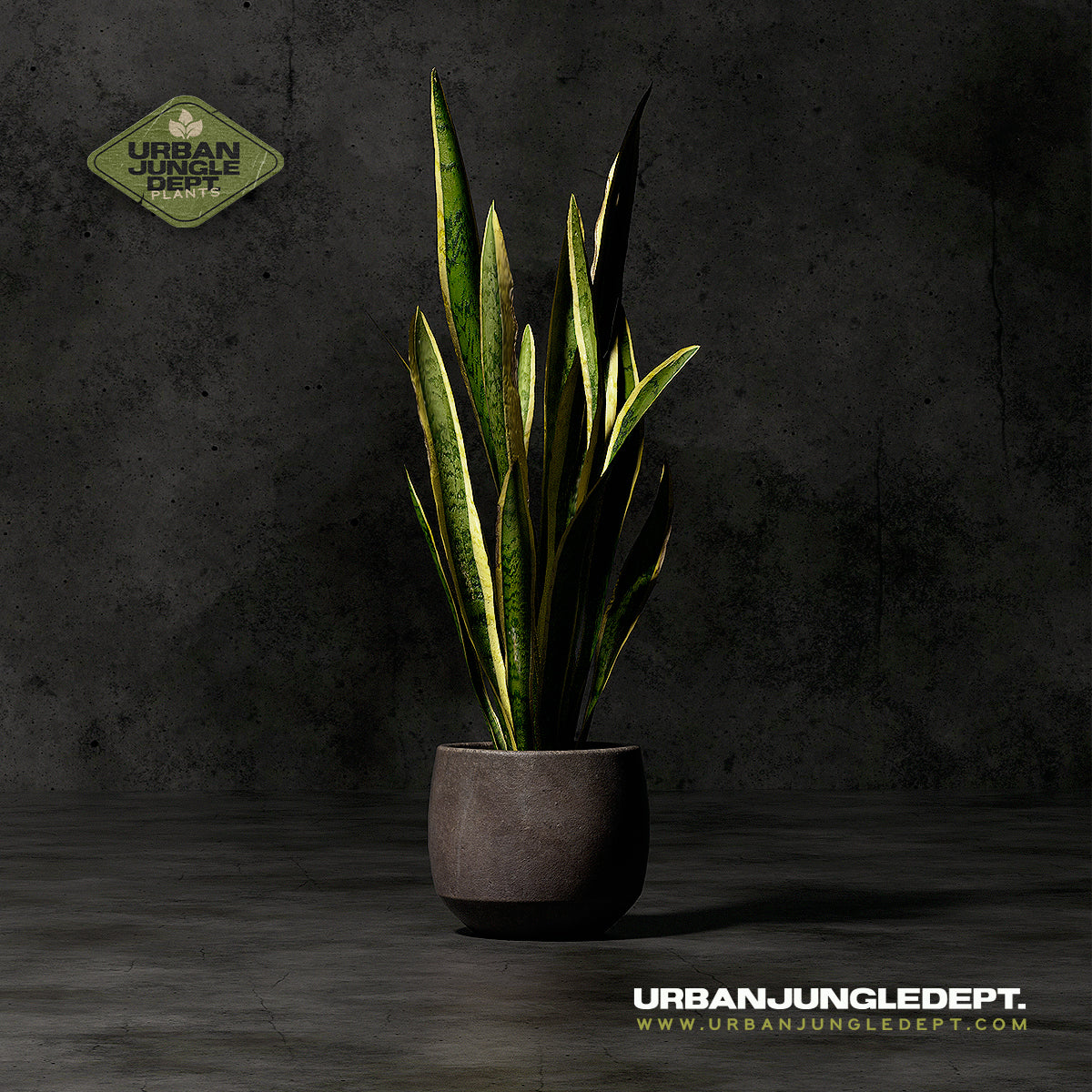 Snake Plant Laurentii