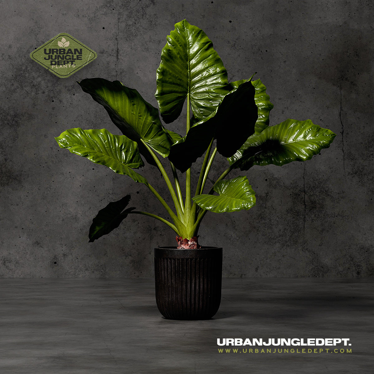 alocasia plant borneo giant elephant ear Giant Elephant Ear
