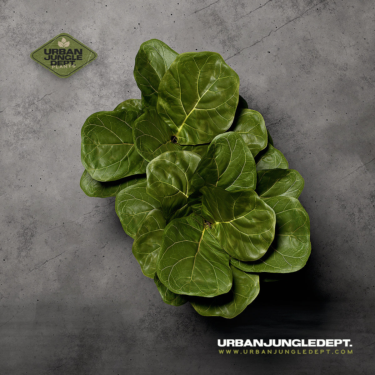 Ficus Leaf Fig Tree