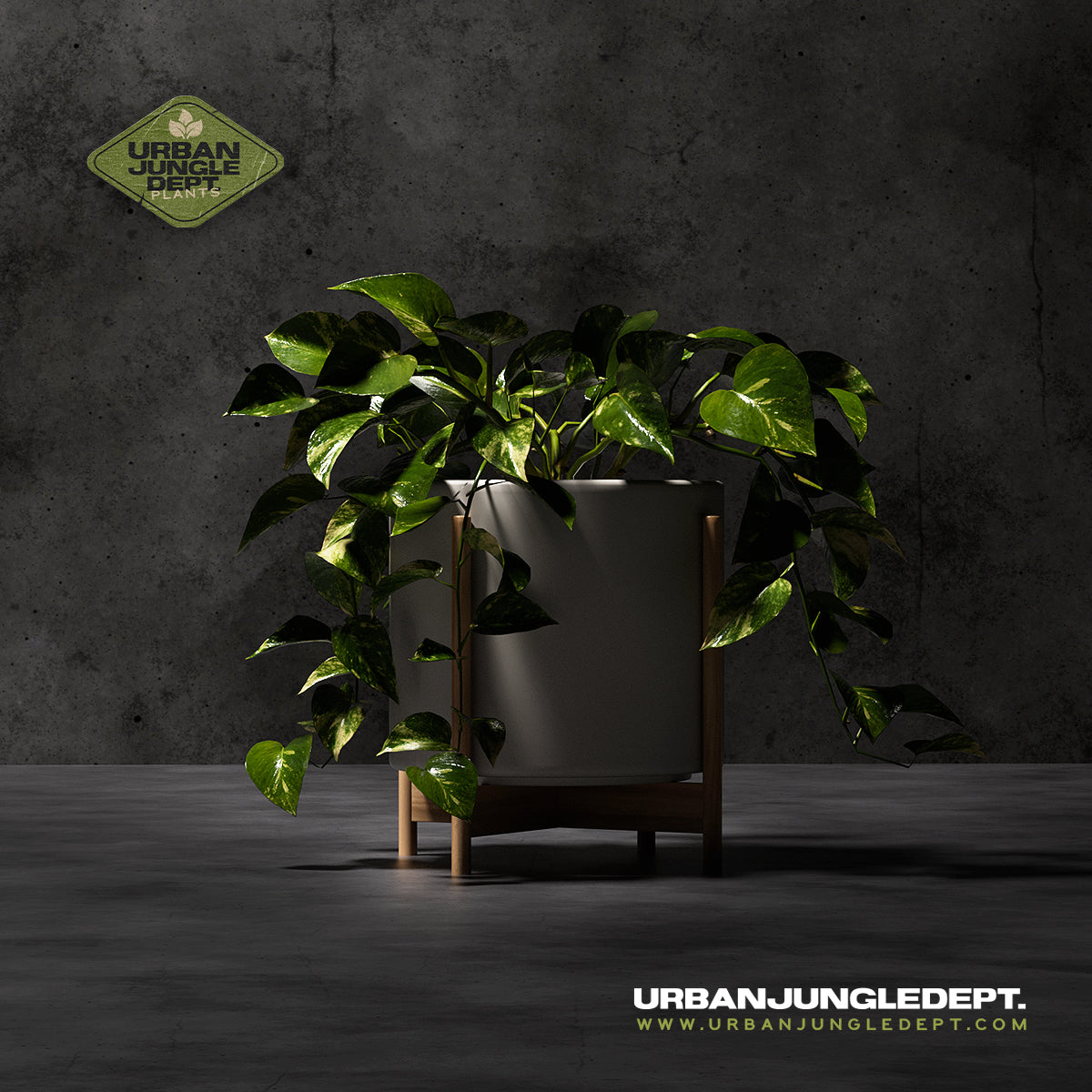Pothos Golden