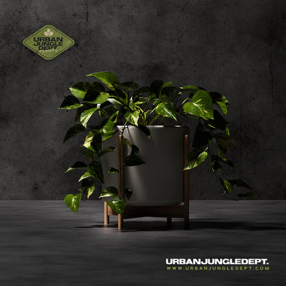 Pothos Golden