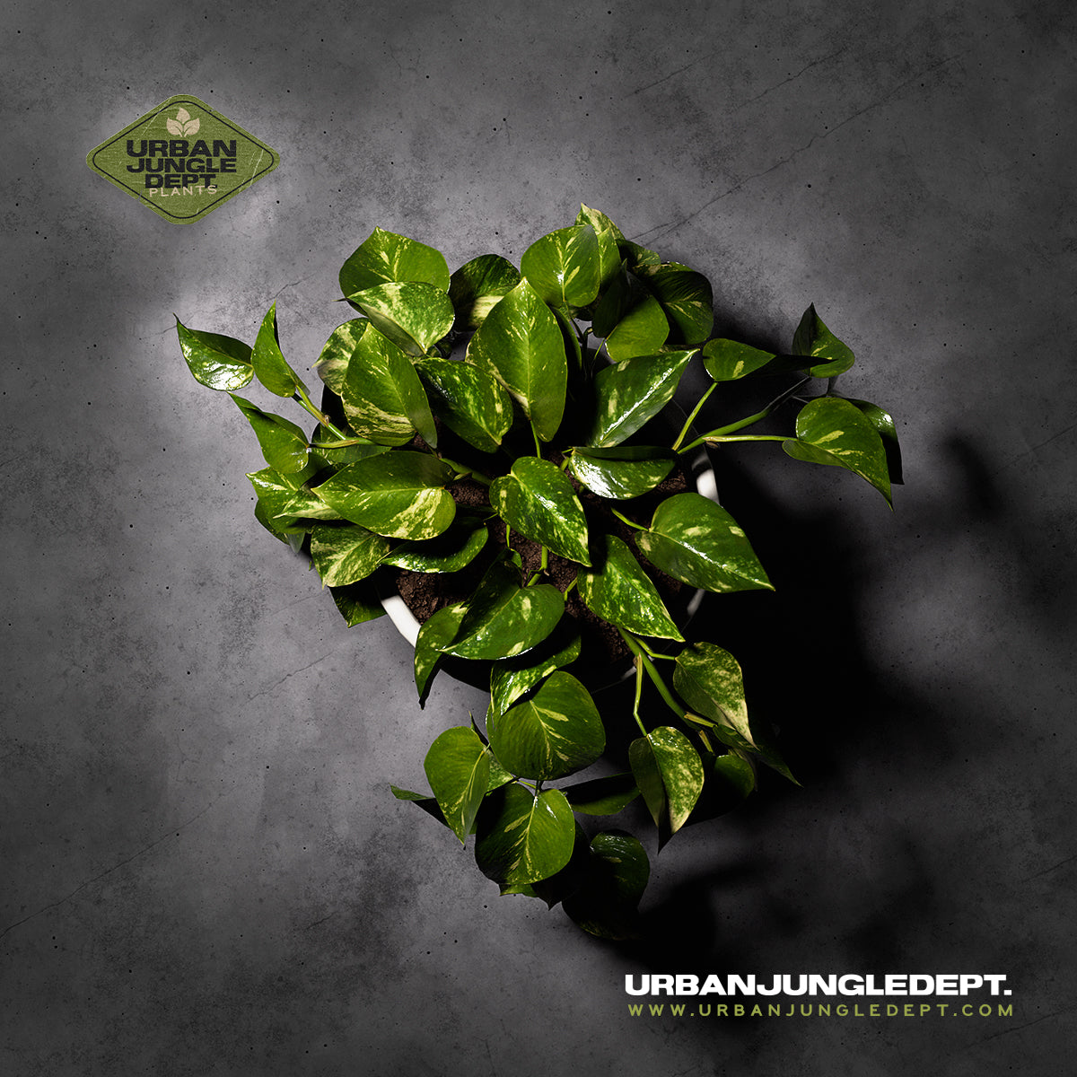 Pothos Golden