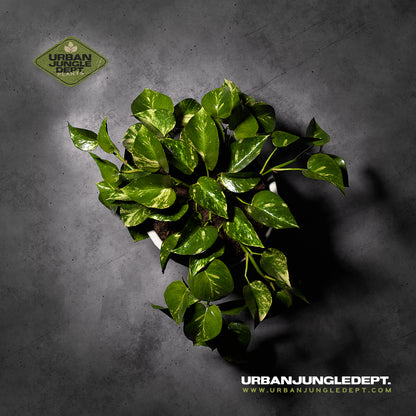Pothos Golden