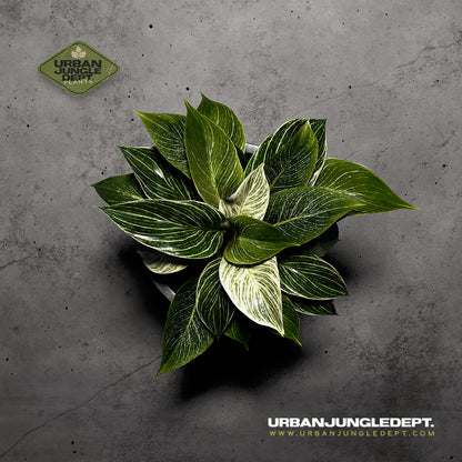 Green Chinese Evergreen