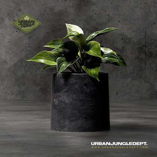 Green Chinese Evergreen