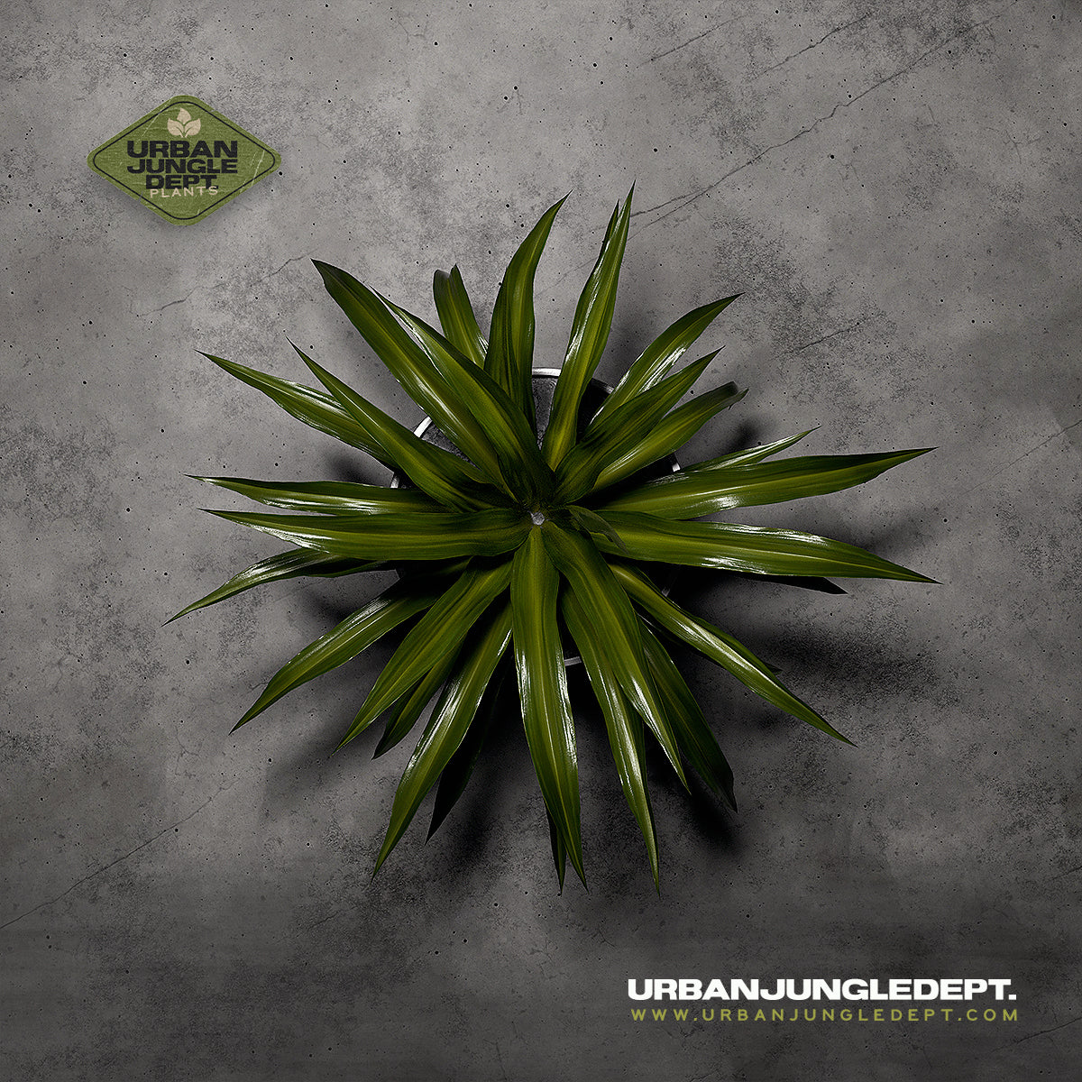 Pandanus Veitchii