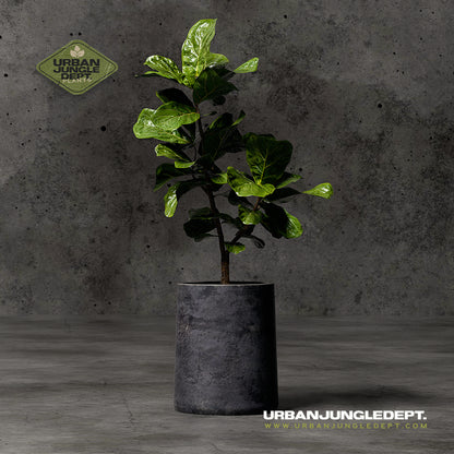 Fig Tree Ficus