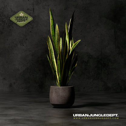 Snake Plant Laurentii