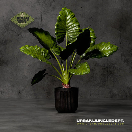 Giant Elephant Ear - Alocasia Borneo