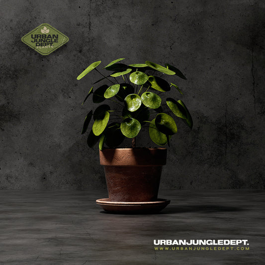 Pilea Peperomioides