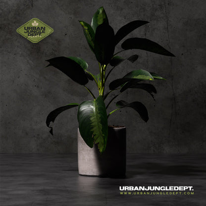 Dieffenbachia Hybrid